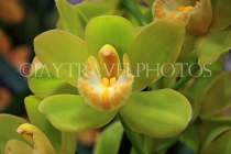 AUSTRALIA, Victoria, orchid farm, Cymbidium Orchid, AUS1290JPL