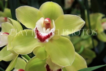 AUSTRALIA, Victoria, orchid farm, Cymbidium Orchid, AUS1291JPL