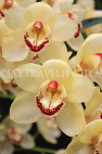 AUSTRALIA, Victoria, orchid farm, Cymbidium Orchids, AUS1250JPL