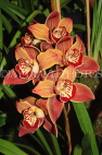 AUSTRALIA, Victoria, orchid farm, Cymbidium Orchids, AUS1253JPL
