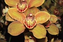 AUSTRALIA, Victoria, orchid farm, Cymbidium Orchids, AUS1254JPL