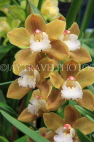AUSTRALIA, Victoria, orchid farm, Cymbidium Orchids, AUS1255JPL