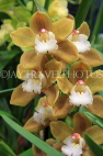 AUSTRALIA, Victoria, orchid farm, Cymbidium Orchids, AUS1256JPL