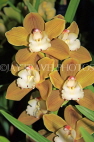AUSTRALIA, Victoria, orchid farm, Cymbidium Orchids, AUS1257JPL