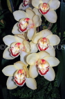 AUSTRALIA, Victoria, orchid farm, Cymbidium Orchids, AUS1258JPL