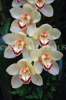 AUSTRALIA, Victoria, orchid farm, Cymbidium Orchids, AUS1259JPL