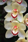 AUSTRALIA, Victoria, orchid farm, Cymbidium Orchids, AUS1260JPL