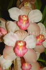 AUSTRALIA, Victoria, orchid farm, Cymbidium Orchids, AUS1261JPL