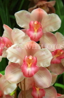 AUSTRALIA, Victoria, orchid farm, Cymbidium Orchids, AUS1262JPL