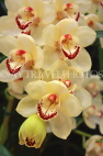 AUSTRALIA, Victoria, orchid farm, Cymbidium Orchids, AUS1264JPL