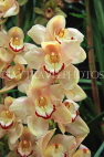 AUSTRALIA, Victoria, orchid farm, Cymbidium Orchids, AUS1265JPL