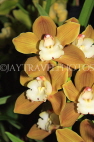 AUSTRALIA, Victoria, orchid farm, Cymbidium Orchids, AUS1266JPL