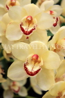 AUSTRALIA, Victoria, orchid farm, Cymbidium Orchids, AUS1267JPL