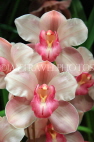 AUSTRALIA, Victoria, orchid farm, Cymbidium Orchids, AUS1268JPL