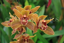 AUSTRALIA, Victoria, orchid farm, Cymbidium Orchids, AUS1271JPL