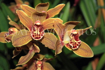 AUSTRALIA, Victoria, orchid farm, Cymbidium Orchids, AUS1272JPL