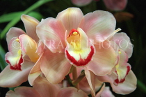 AUSTRALIA, Victoria, orchid farm, Cymbidium Orchids, AUS1273JPL