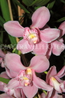AUSTRALIA, Victoria, orchid farm, Cymbidium Orchids, AUS1274JPL