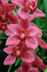 AUSTRALIA, Victoria, orchid farm, Cymbidium Orchids, AUS1276JPL