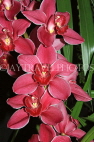 AUSTRALIA, Victoria, orchid farm, Cymbidium Orchids, AUS1277JPL