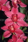 AUSTRALIA, Victoria, orchid farm, Cymbidium Orchids, AUS1278JPL