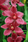 AUSTRALIA, Victoria, orchid farm, Cymbidium Orchids, AUS1279JPL