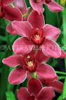 AUSTRALIA, Victoria, orchid farm, Cymbidium Orchids, AUS1280JPL