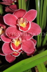 AUSTRALIA, Victoria, orchid farm, Cymbidium Orchids, AUS1309JPL