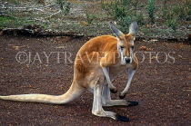 AUSTRALIA, Western Australia, Kangaroo, AUS743JPL