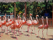 BAHAMAS, New Providence Island, Nassau, Ardastra Gardens, Pink Flamingos, BAH495JPL