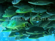 BAHAMAS, New Providence Island, reef fish, BAH408JPL