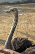 BAHRAIN, Al Areen Widlife Park, Ostrich, BHR1645JPL 4000