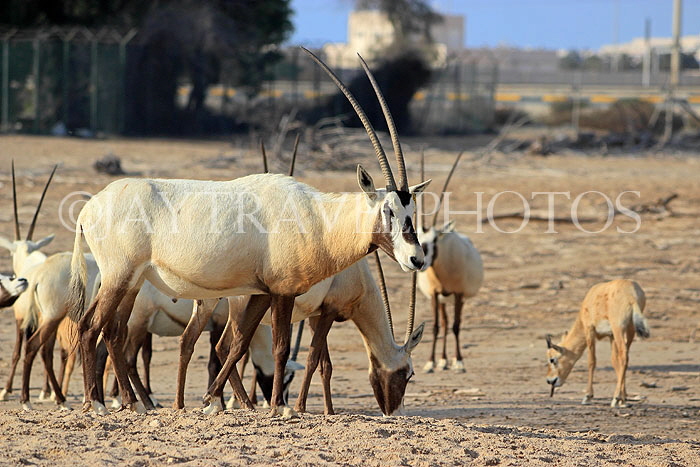 BAHRAIN, Al Areen Wildlife Park, Arabian Oryx, BHR1597JPL