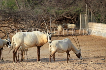 BAHRAIN, Al Areen Wildlife Park, Arabian Oryx, BHR1599JPL