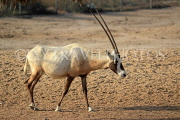 BAHRAIN, Al Areen Wildlife Park, Arabian Oryx, BHR1600JPL