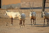 BAHRAIN, Al Areen Wildlife Park, Arabian Oryx, BHR1601JPL