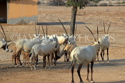 BAHRAIN, Al Areen Wildlife Park, Arabian Oryx, BHR1602JPL
