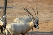 BAHRAIN, Al Areen Wildlife Park, Arabian Oryx, BHR1603JPL