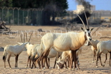 BAHRAIN, Al Areen Wildlife Park, Arabian Oryx, BHR1604JPL