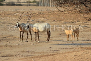 BAHRAIN, Al Areen Wildlife Park, Arabian Oryx, BHR1605JPL