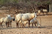 BAHRAIN, Al Areen Wildlife Park, Arabian Oryx, BHR1606JPL