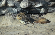 BAHRAIN, Al Areen Wildlife Park, Arabian Wolf, BHR1607JPL
