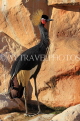 BAHRAIN, Al Areen Wildlife Park, Black Crowned Crane, BHR1975JPL