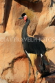 BAHRAIN, Al Areen Wildlife Park, Black Crowned Crane, BHR1976JPL