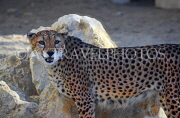 BAHRAIN, Al Areen Wildlife Park, Cheetah, BHR1987JPL