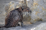 BAHRAIN, Al Areen Wildlife Park, Cheetah, BHR1988JPL