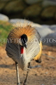 BAHRAIN, Al Areen Wildlife Park, Crowned Crane, BHR1591JPL