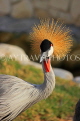 BAHRAIN, Al Areen Wildlife Park, Crowned Crane, BHR1592JPL
