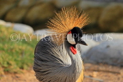 BAHRAIN, Al Areen Wildlife Park, Crowned Crane, BHR1593JPL