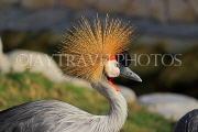 BAHRAIN, Al Areen Wildlife Park, Crowned Crane, BHR1594JPL